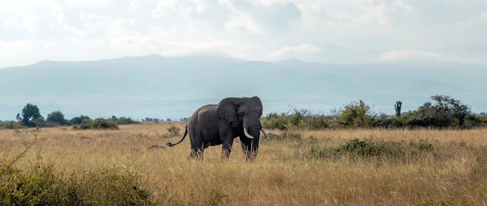 An elephant in long grass, mountains behind.
